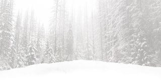 Snowy forest.